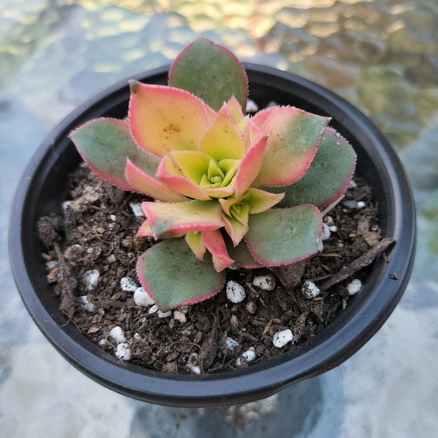 Aeonium decorum f. variegata (small)