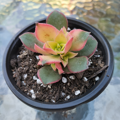 Aeonium decorum f. variegata (small)