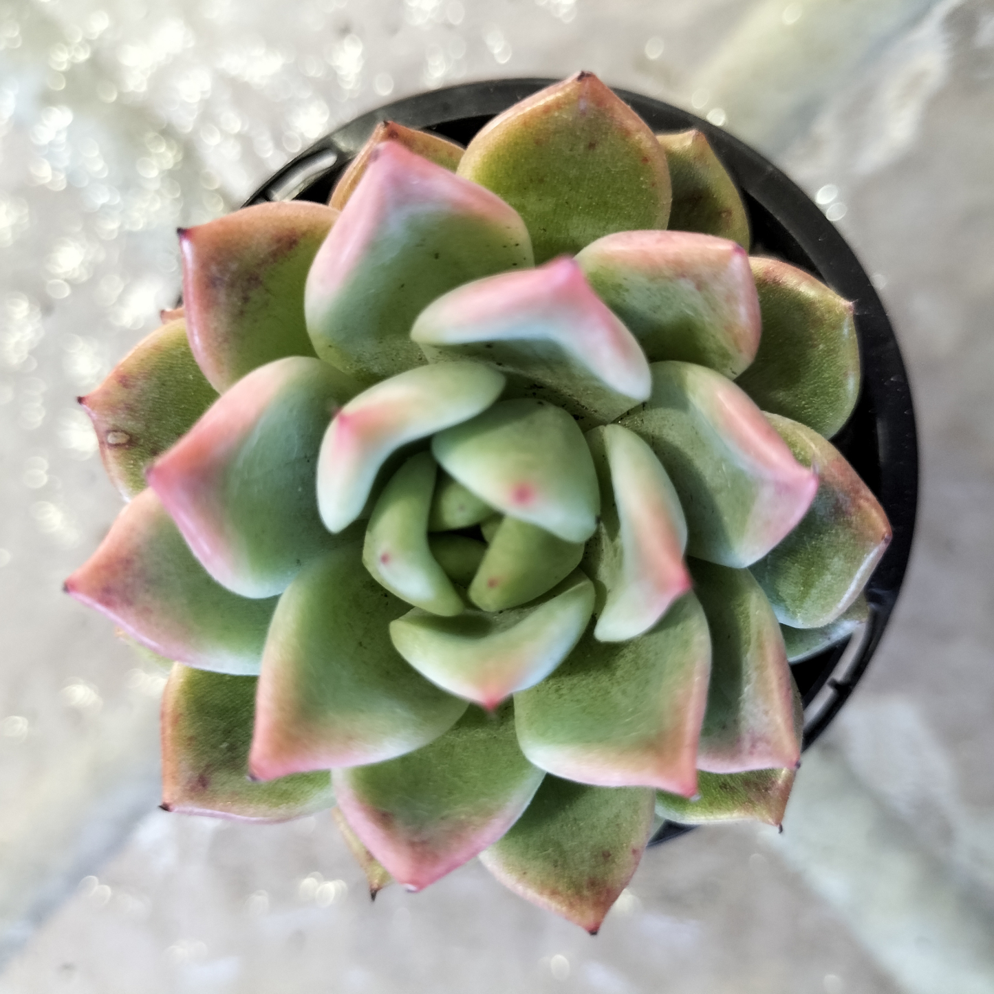 Echeveria agavoides 'Del Luna'