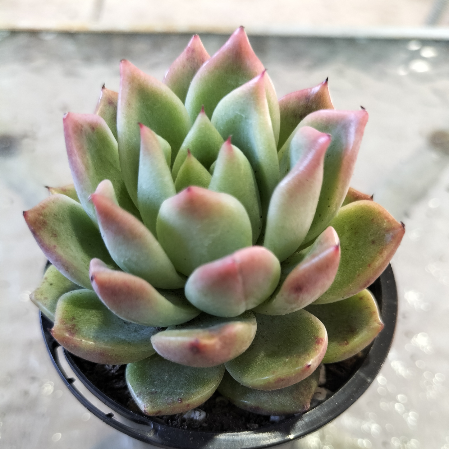 Echeveria agavoides 'Del Luna'