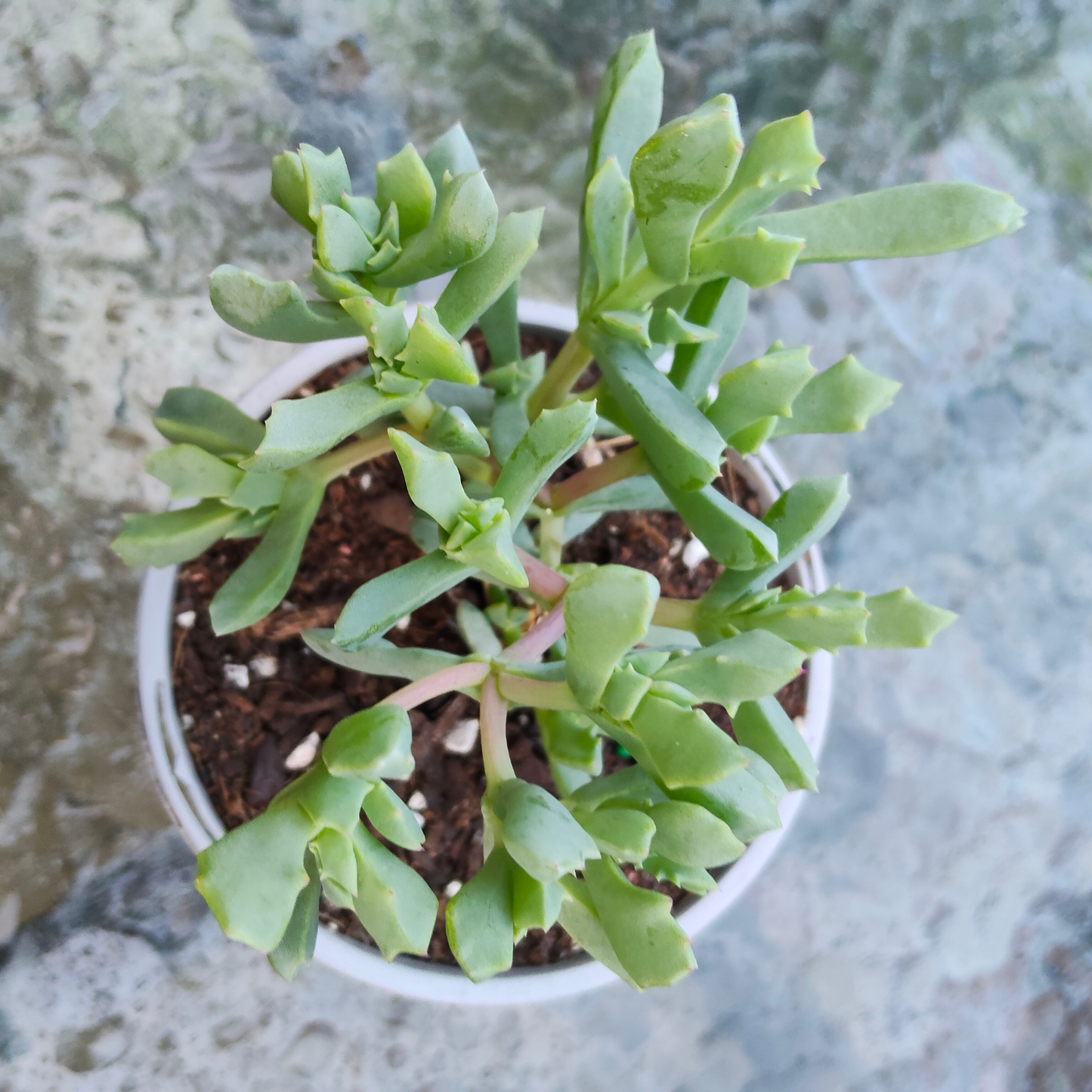 Oscularia 'deltoides' (ice plant)