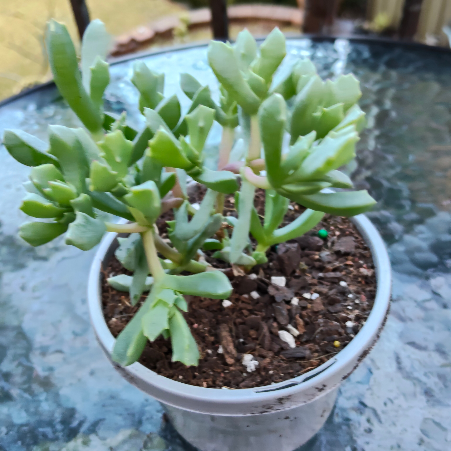 Oscularia 'deltoides' (ice plant)