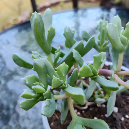 Oscularia 'deltoides' (ice plant)