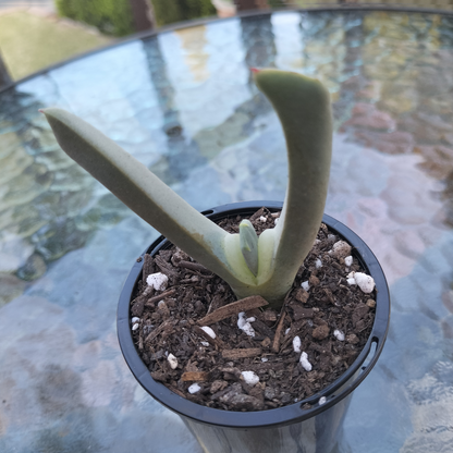 Cheiridopsis denticulata