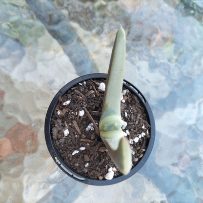 Cheiridopsis denticulata