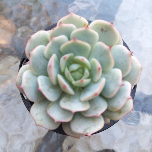 Echeveria 'derenbergii'