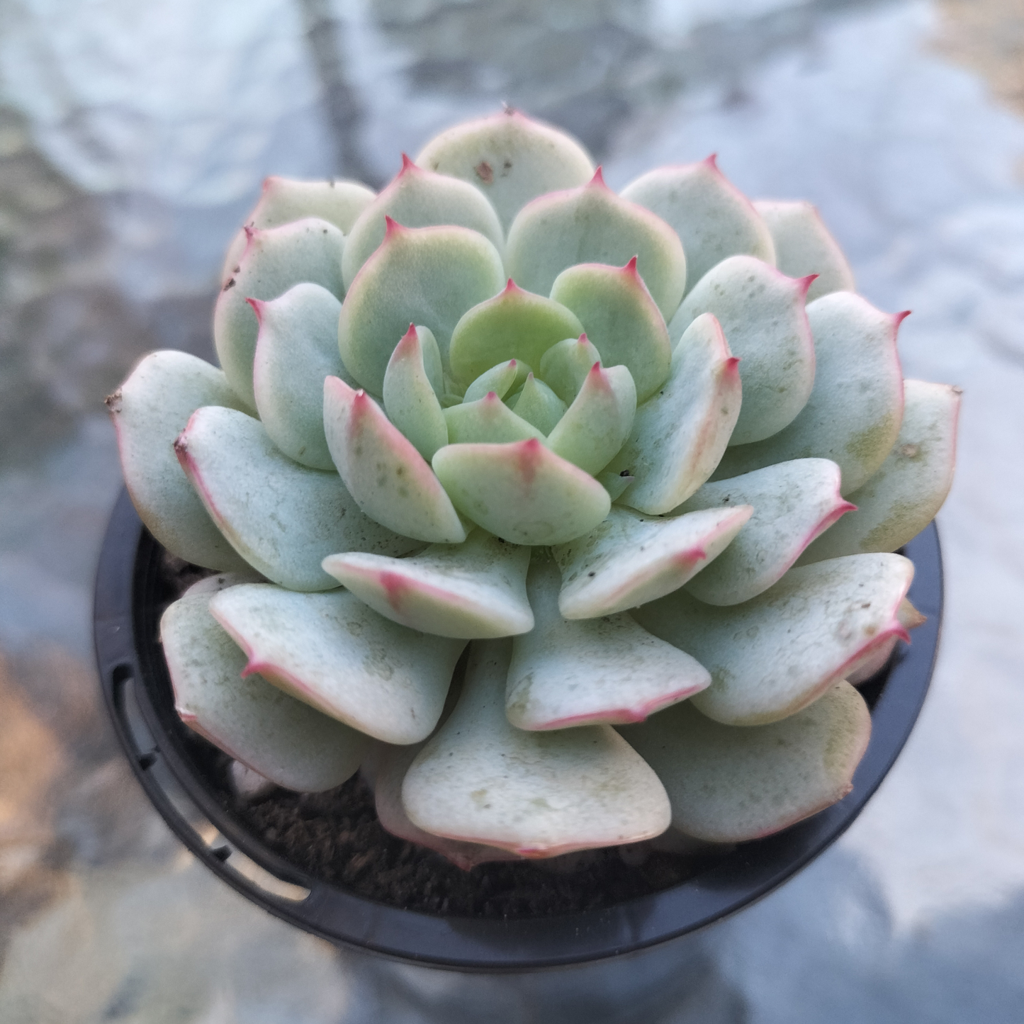 Echeveria 'derenbergii'