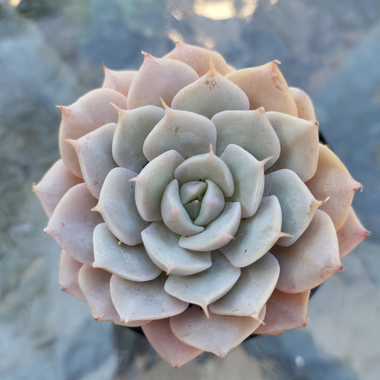 Echeveria Deresina