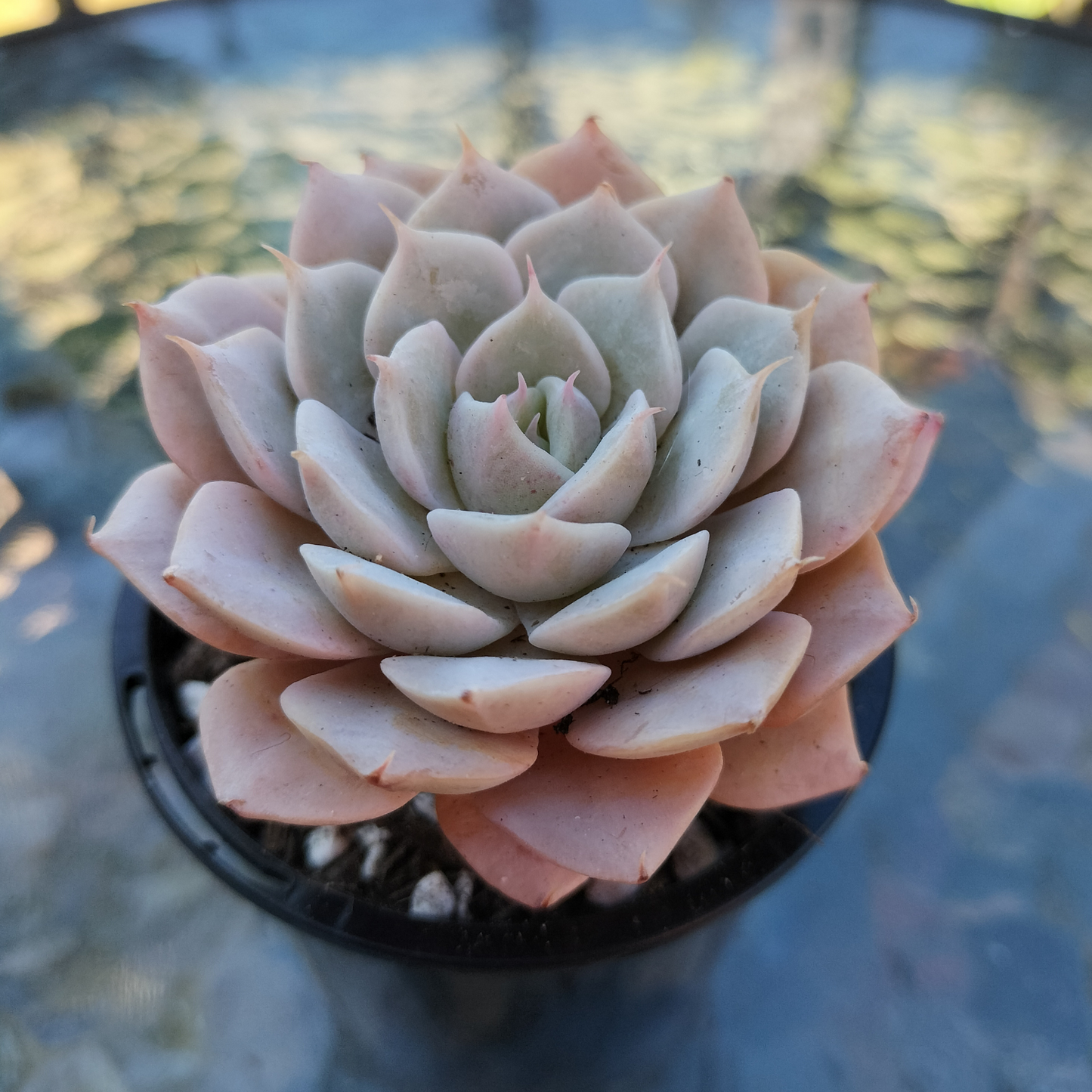 Echeveria Deresina