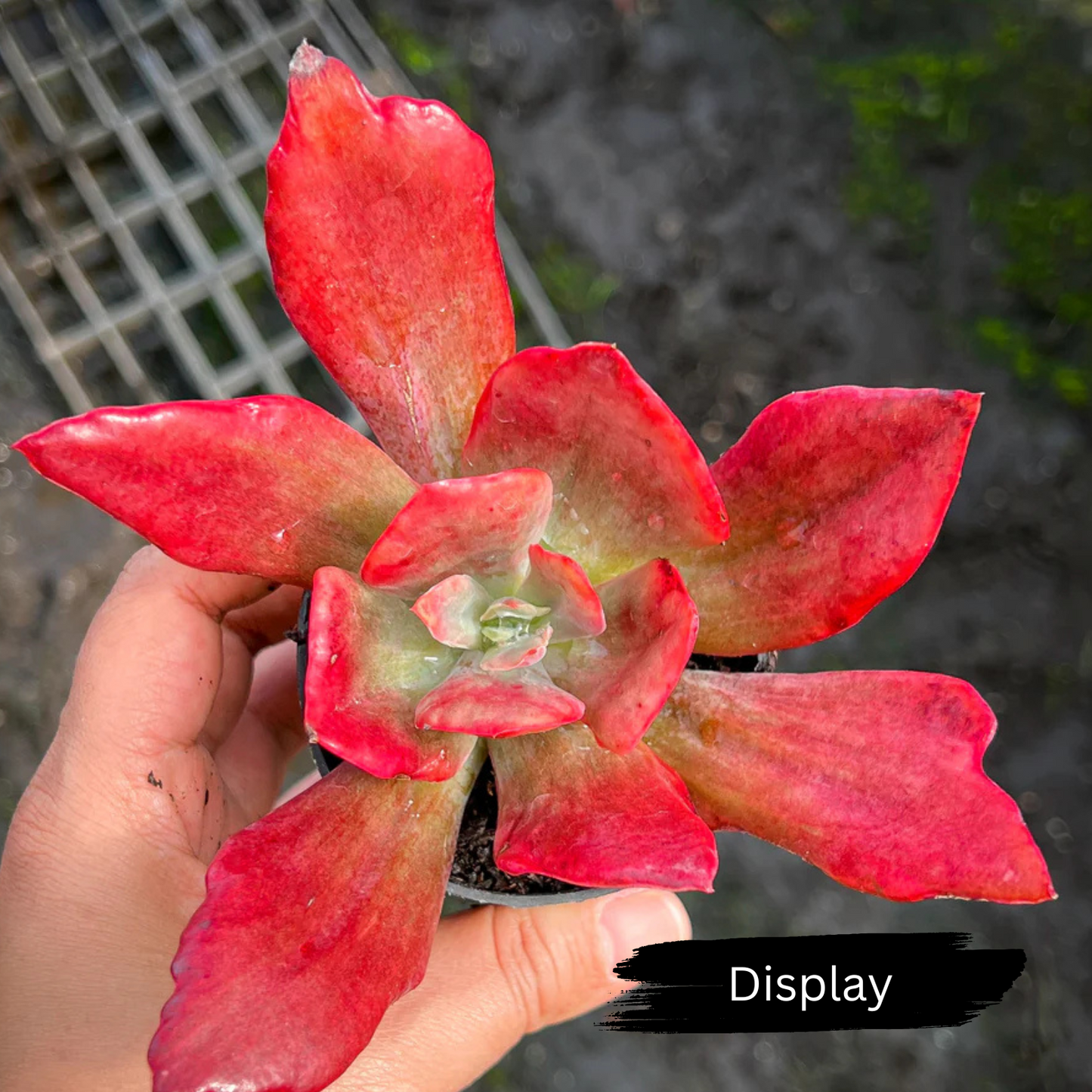 Echeveria 'Diamond State' variegated