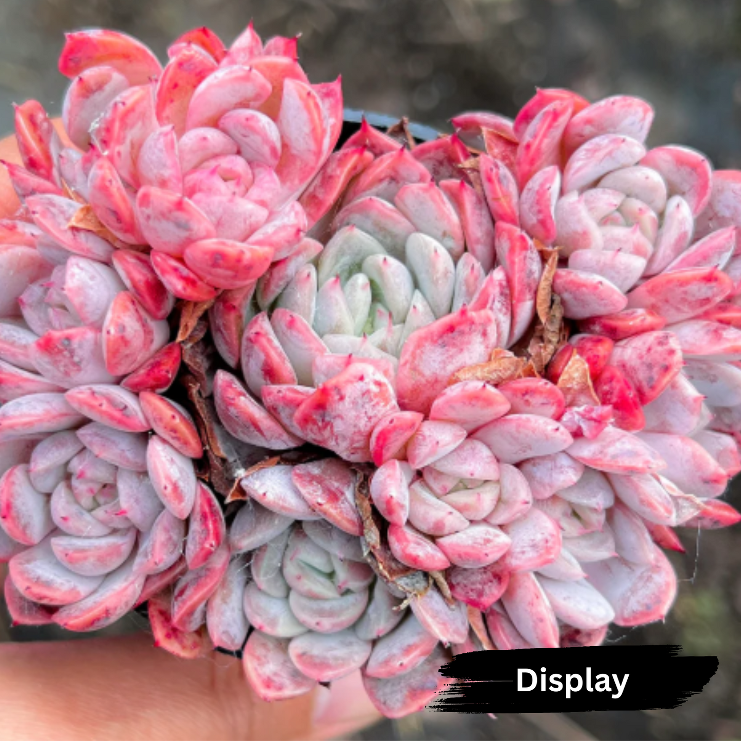 Echeveria 'Dongting'
