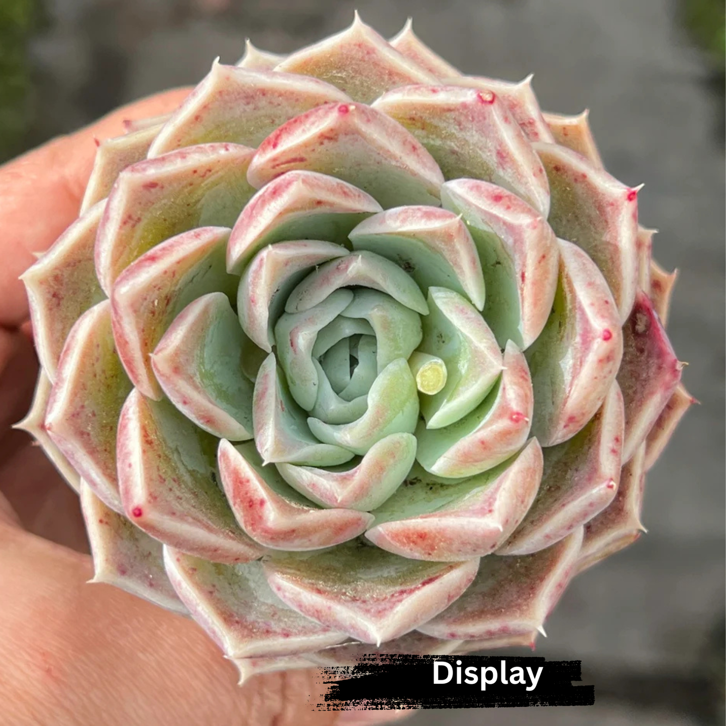 Echeveria 'Hyalina'(Japanese)