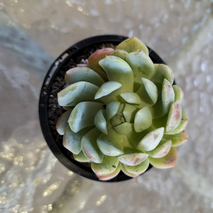 Echeveria 'Dongting'