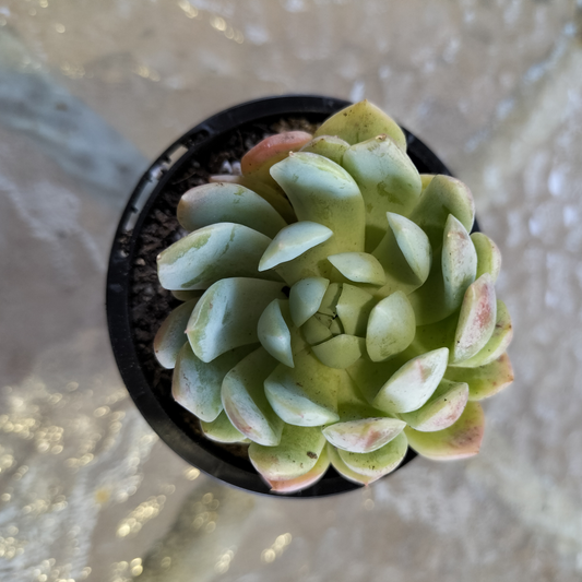 Echeveria 'Dongting'