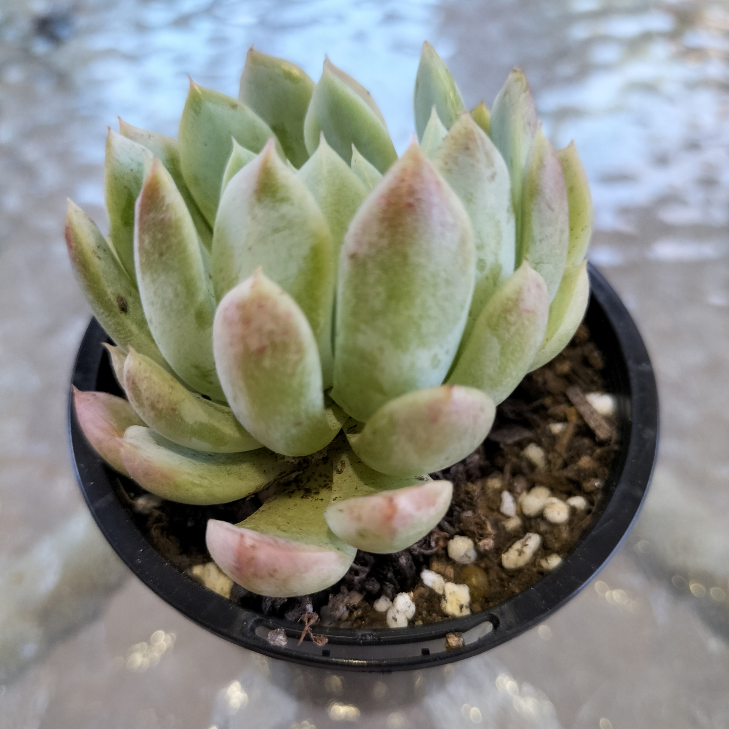 Echeveria 'Dongting'