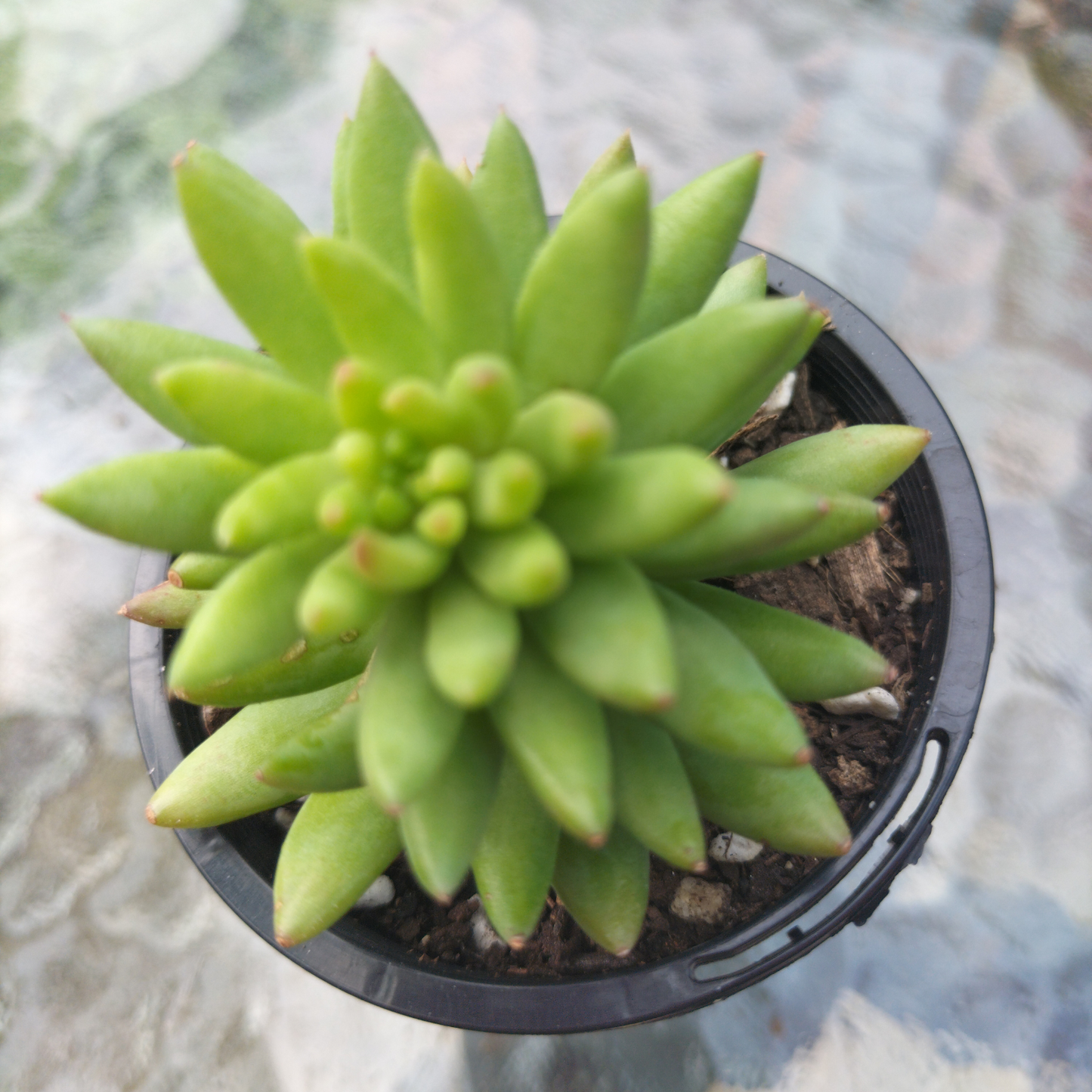 Sedeveria 'Harry Butterfield' (The Super Donkey Tail Succulent)