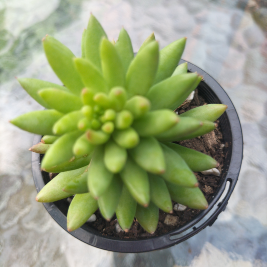 Sedeveria 'Harry Butterfield' (The Super Donkey Tail Succulent)