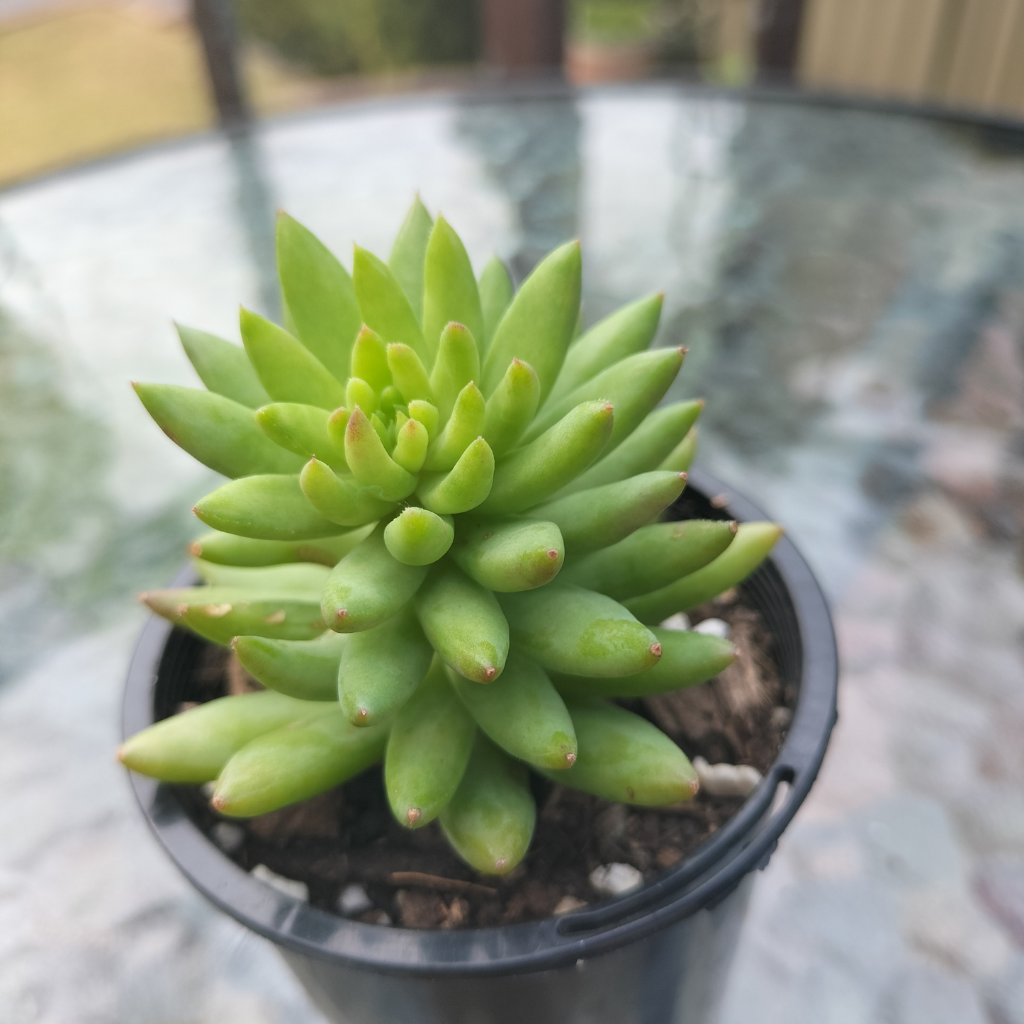 Sedeveria 'Harry Butterfield' (The Super Donkey Tail Succulent)