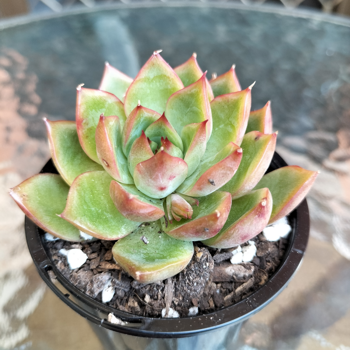 Echeveria 'Dragonfly'