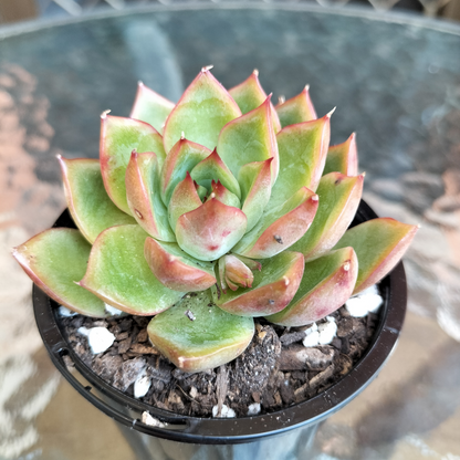 Echeveria 'Dragonfly'