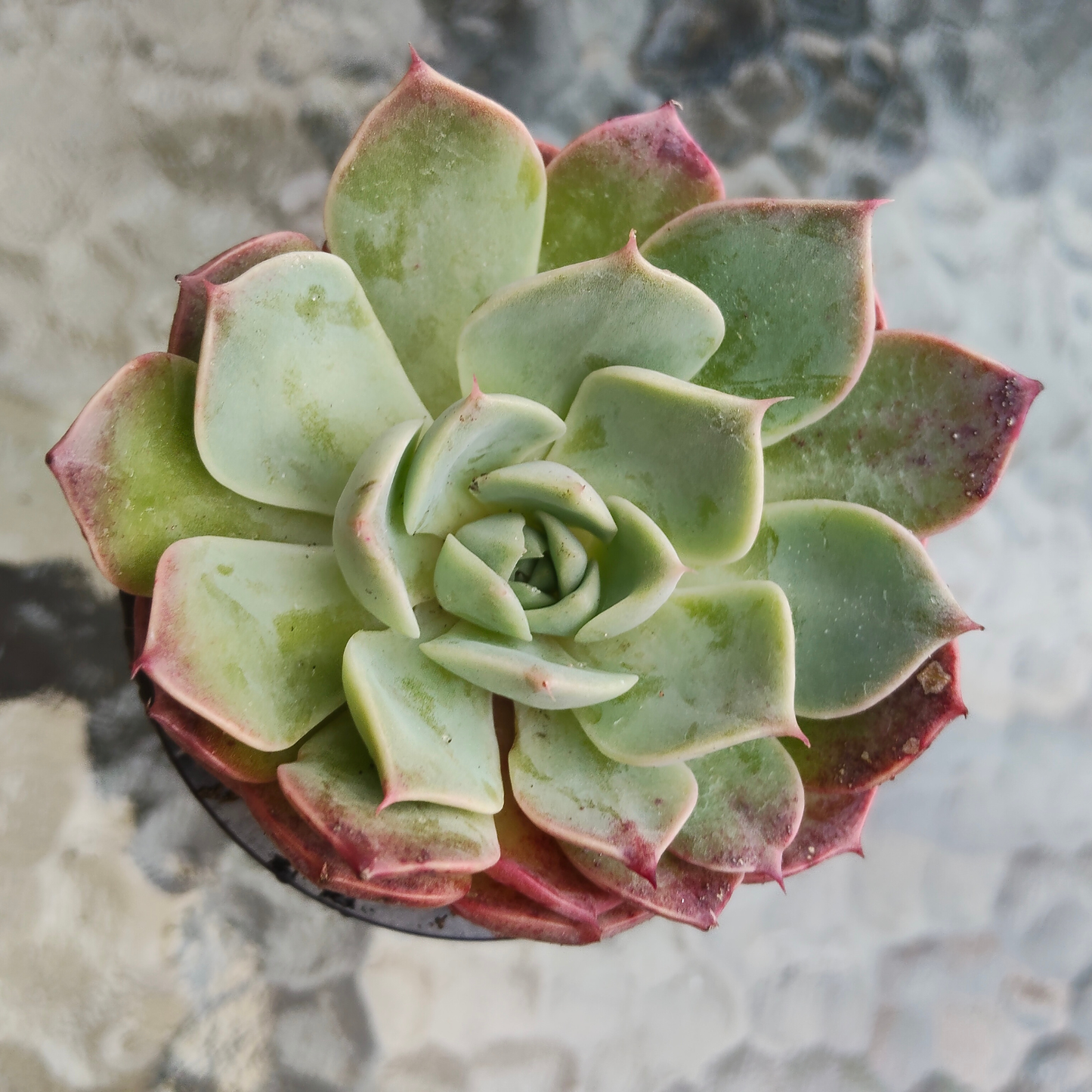 Echeveria 'Dream Dress'