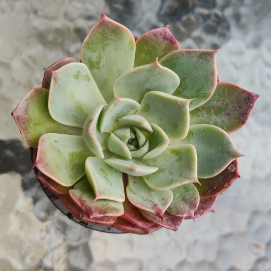 Echeveria 'Dream Dress'
