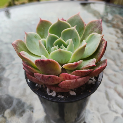 Echeveria 'Dream Dress'