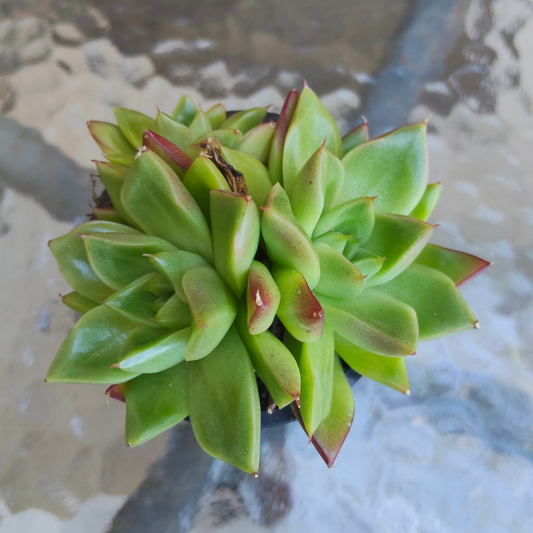 Echeveria 'Dream Queen'