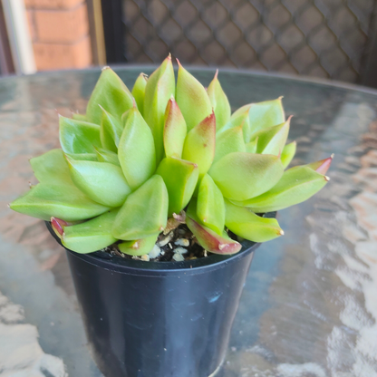 Echeveria 'Dream Queen'