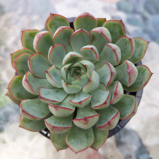Echeveria 'Dream Rose'