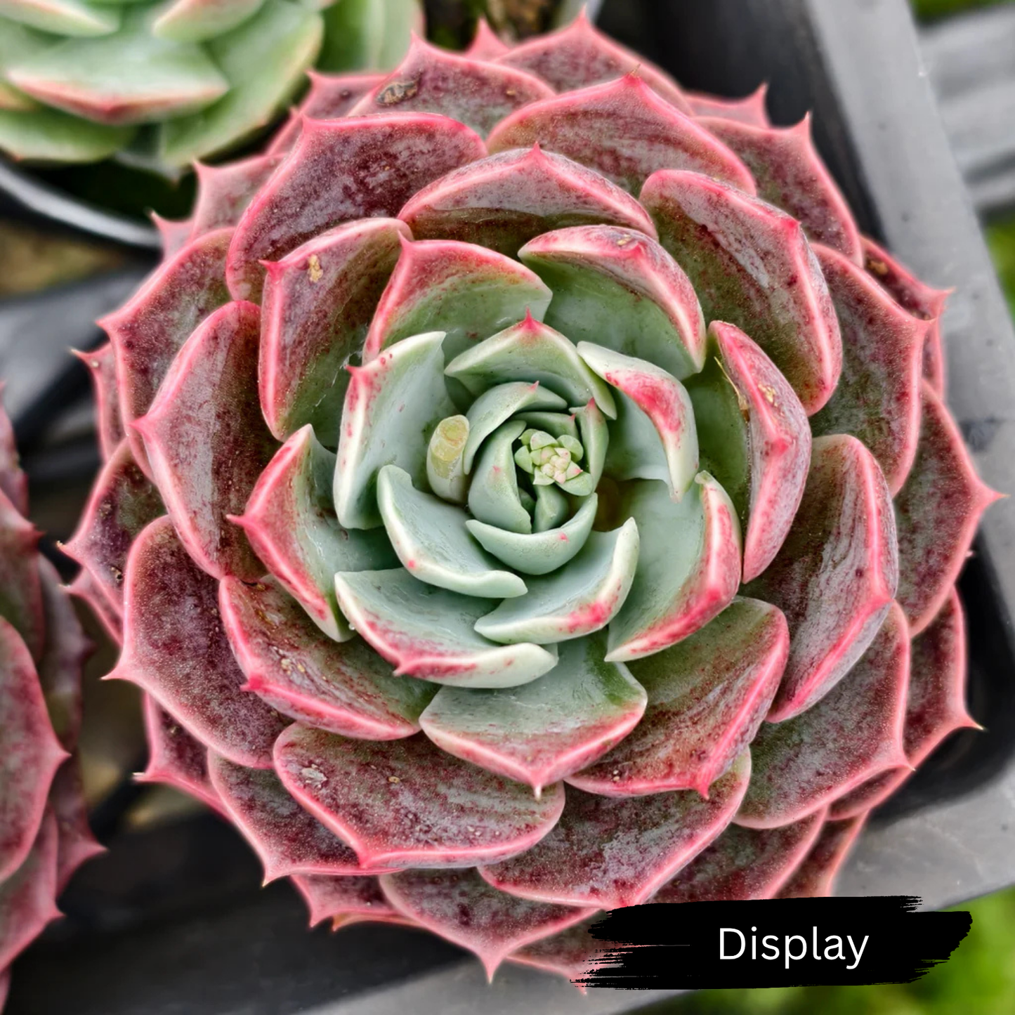 Echeveria 'Dream Dress'