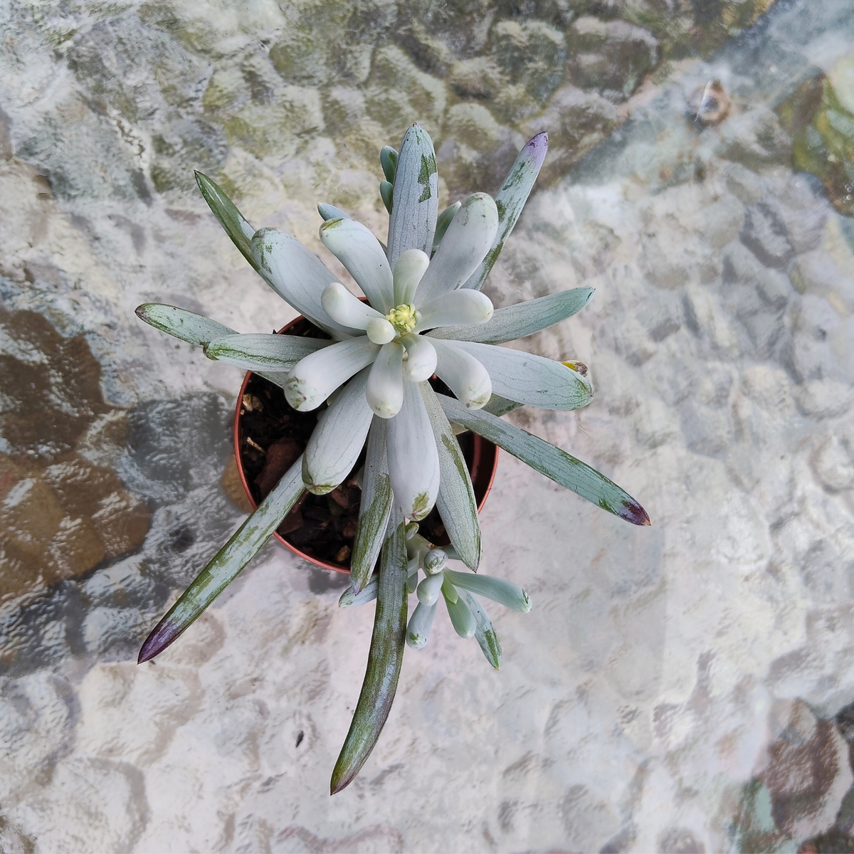 Senecio Serpens 'Dwarf Blue Chalk Sticks'