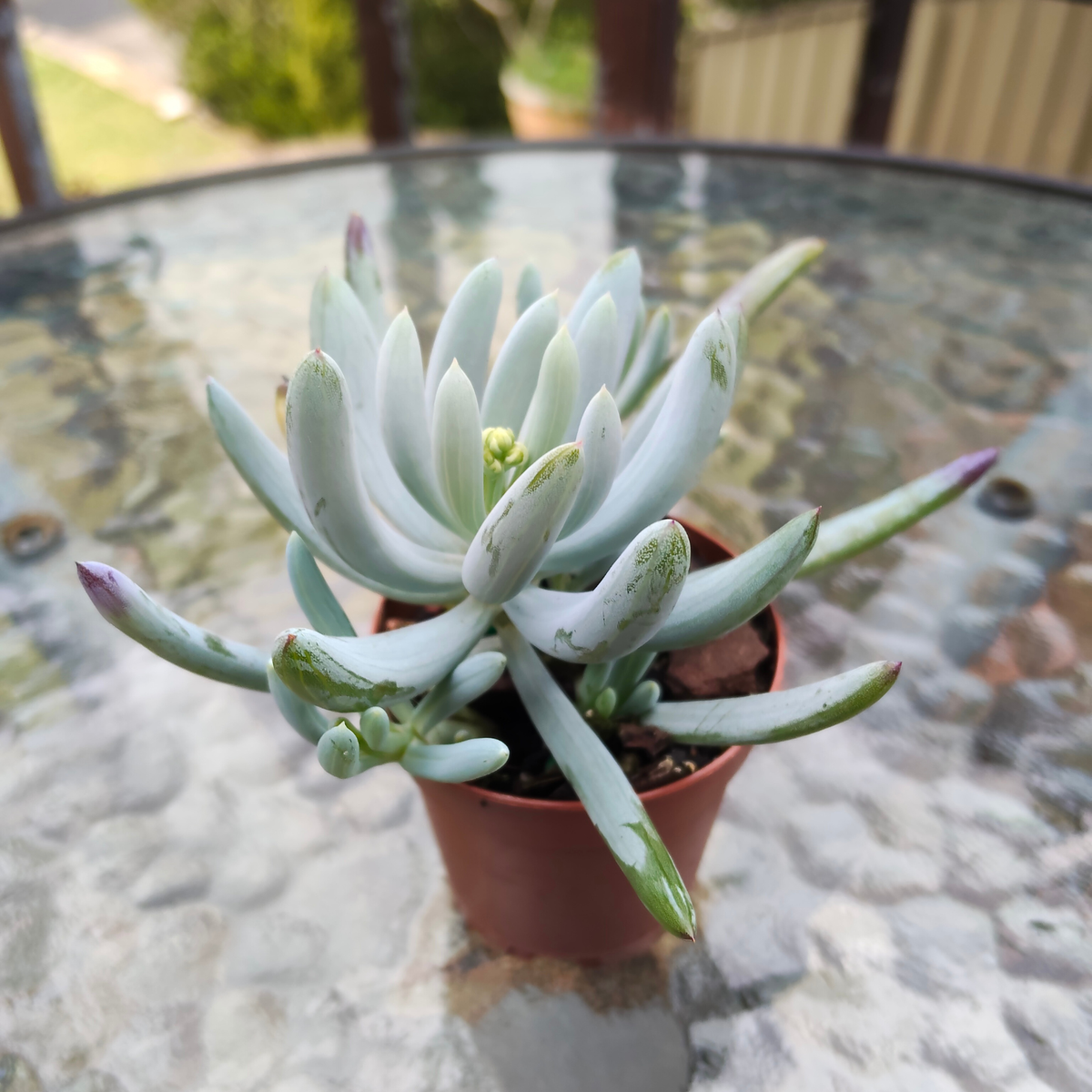 Senecio Serpens 'Dwarf Blue Chalk Sticks'