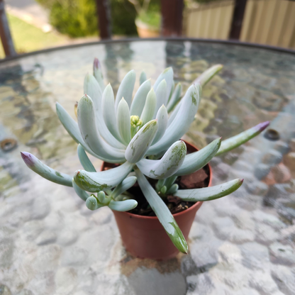 Senecio Serpens 'Dwarf Blue Chalk Sticks'