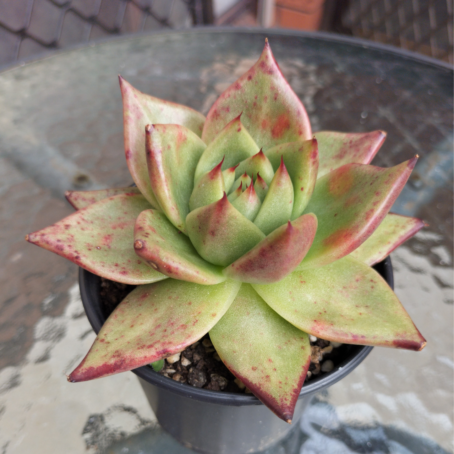 Echeveria agavoides 'Ebony'