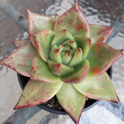 Echeveria agavoides 'Ebony'