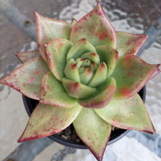 Echeveria agavoides 'Ebony'