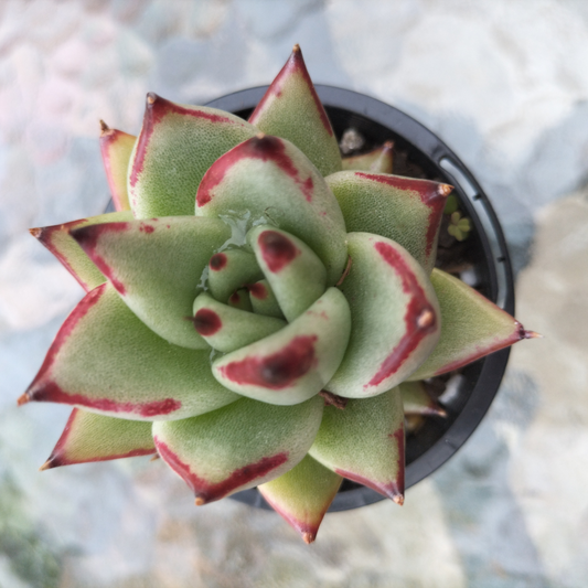 Echeveria agavoides 'Ebony'
