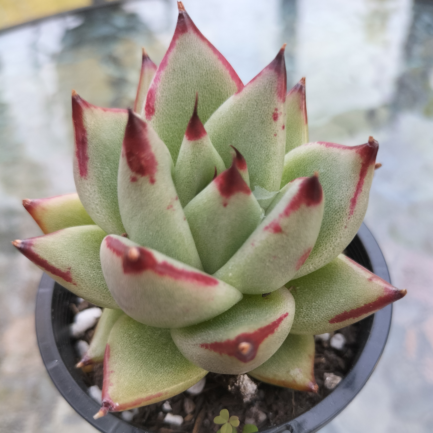 Echeveria agavoides 'Ebony'