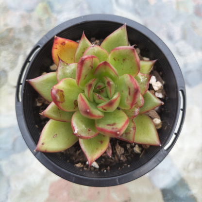 Echeveria agavoides 'Ebony sp. x Romeo Rubin'