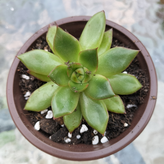 Echeveria agavoides 'Ebony sp. x Romeo Rubin'