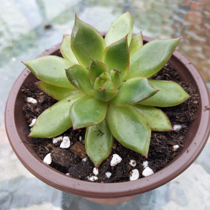 Echeveria agavoides 'Ebony sp. x Romeo Rubin'