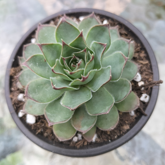 Sempervivum 'Edge of night'