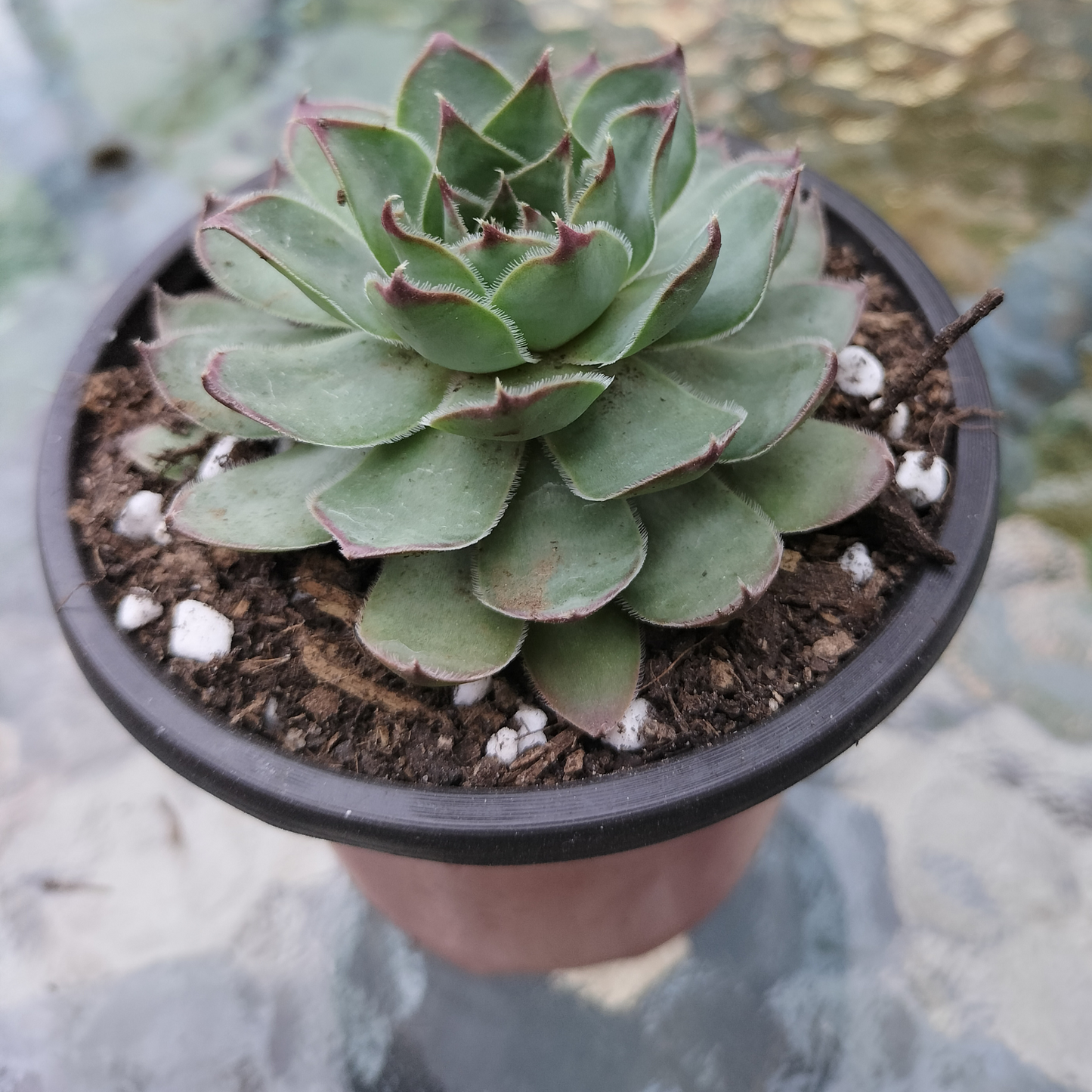 Sempervivum 'Edge of night'