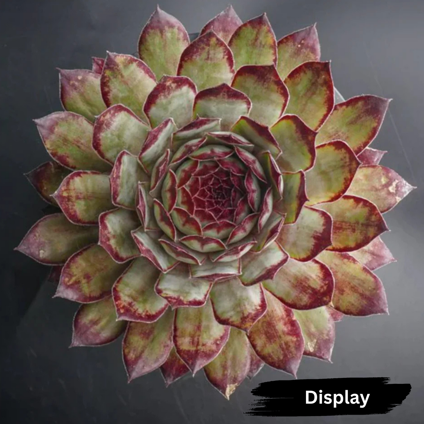 Sempervivum 'Edge of night'