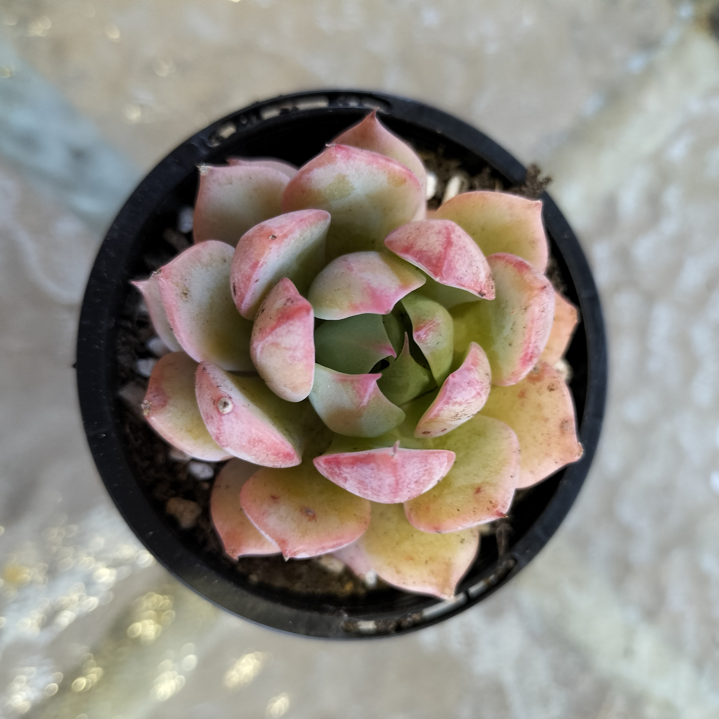 Echeveria 'Elation' AKA Tippy