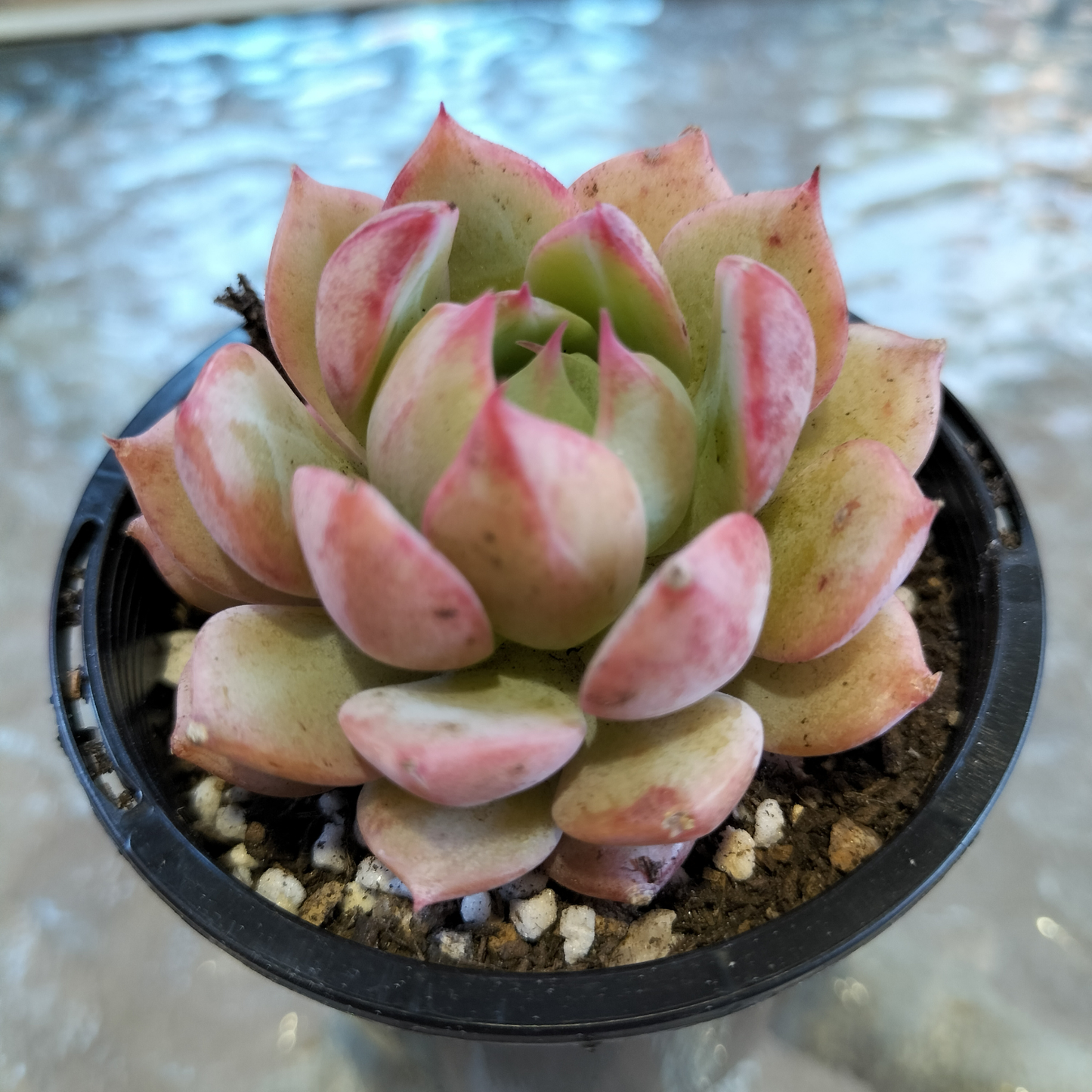 Echeveria 'Elation' AKA Tippy