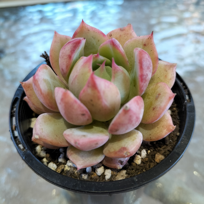 Echeveria 'Elation' AKA Tippy