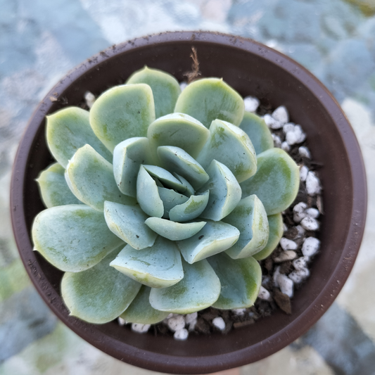 Echeveria 'Elgans' (Mexican Snowball)