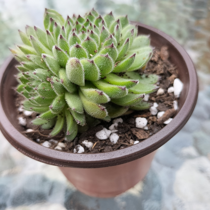 Sempervivum ‘Emmchen’